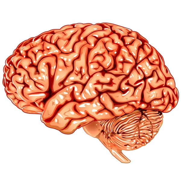 Menselijk brein zijdelingse weergave — Stockvector