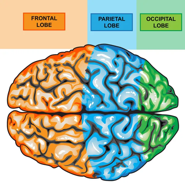 Vista del cervello umano in alto — Foto Stock