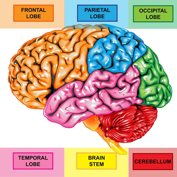 Mänskliga hjärnan sidovy — Stockfoto