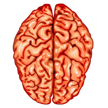 Human brain top view clipart