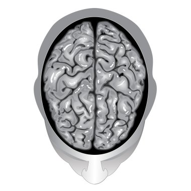 Human brain top view clipart