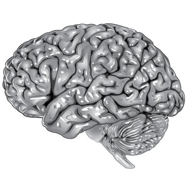 Human brain lateral view clipart