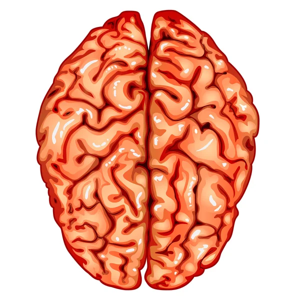 Lidský mozek (pohled shora) — Stockový vektor