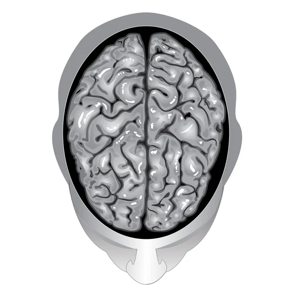 Mänskliga hjärnan ovanifrån — Stock vektor