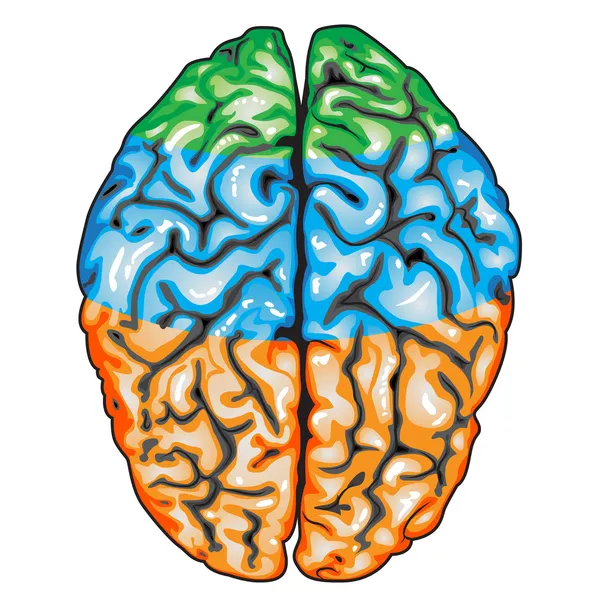 Widok z góry ludzkiego mózgu — Wektor stockowy