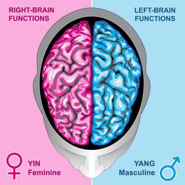 인간 뇌의 왼쪽 및 오른쪽 기능 — 스톡 벡터