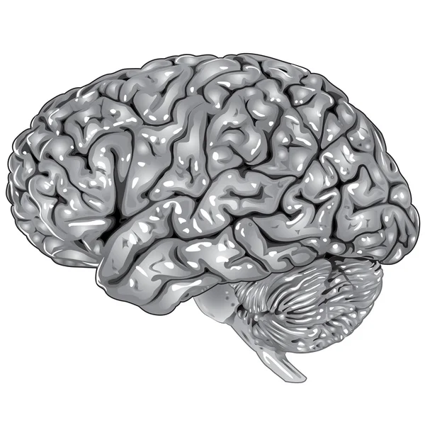 Seitenansicht des menschlichen Gehirns — Stockvektor