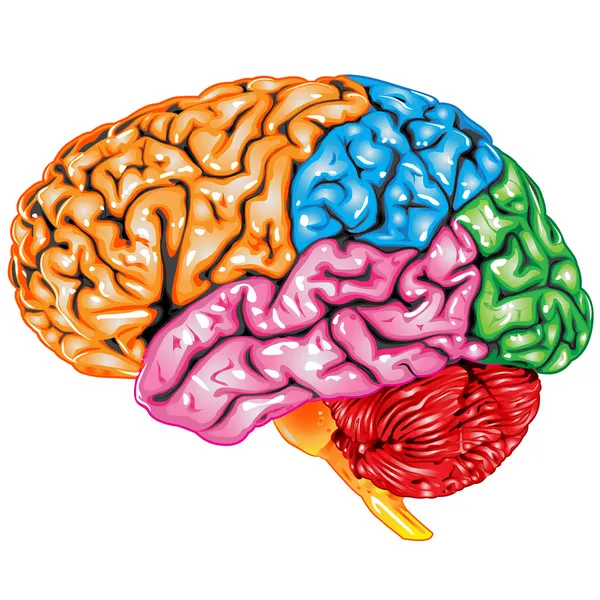 Seitenansicht des menschlichen Gehirns — Stockvektor