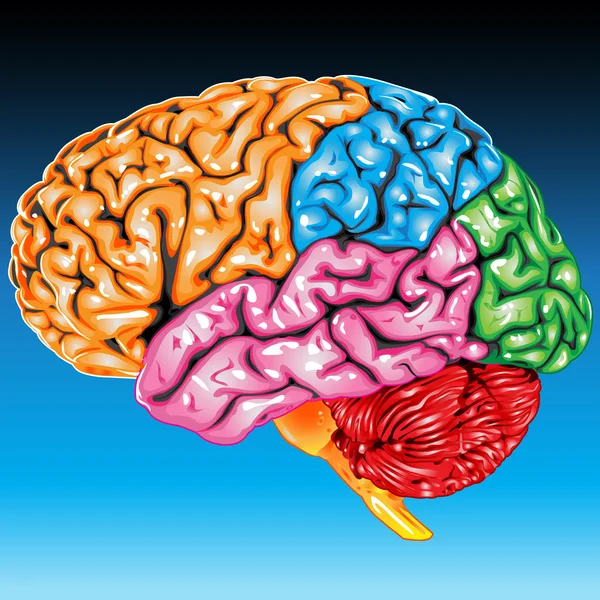 Боковой вид мозга человека — стоковый вектор