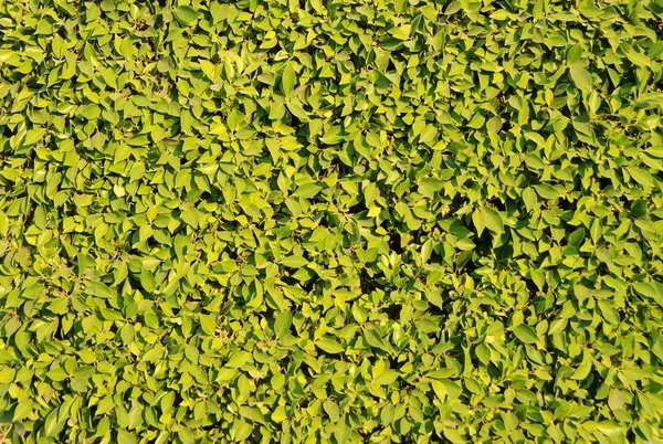 stock image Foliage texture