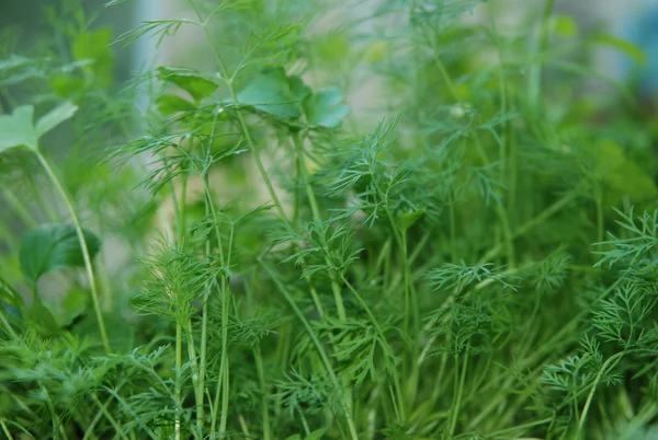 stock image Dill (fennel) growth