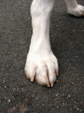 köpek pençe