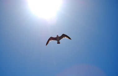 gökyüzü açık içinde-ön güneşin bir martı fotoğraf