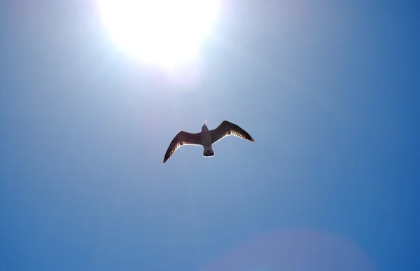 Foto de una gaviota en el cielo abierta frente al sol — Foto de Stock