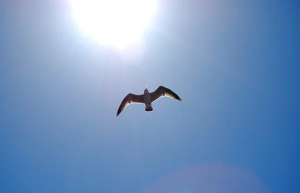 Photo of a seagull in the sky open in-front of the sun Stock Picture