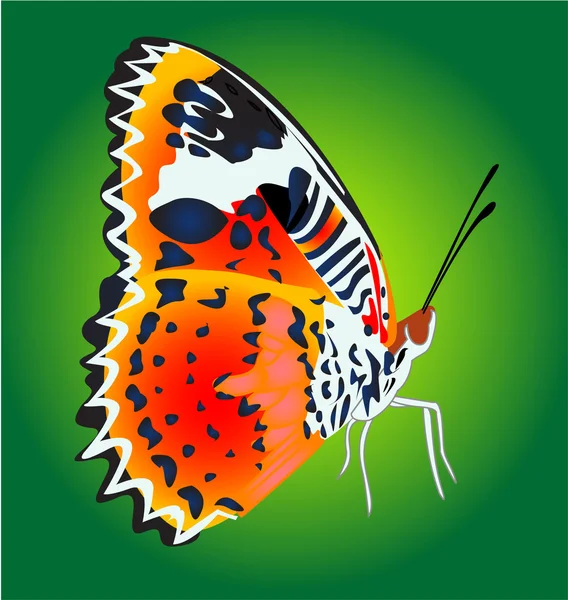 Барвистий метелик на зеленому тлі — стокове фото