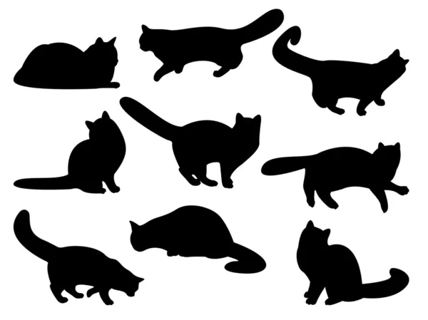 Sílhuetas de gato — Fotografia de Stock