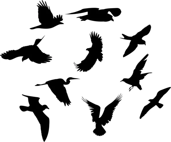 Σύνολο διαφορετικά πουλιά — Φωτογραφία Αρχείου