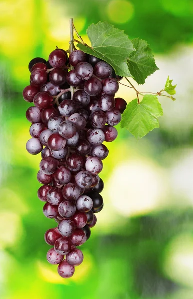 Uvas vermelhas maduras sobre um fundo verde — Fotografia de Stock