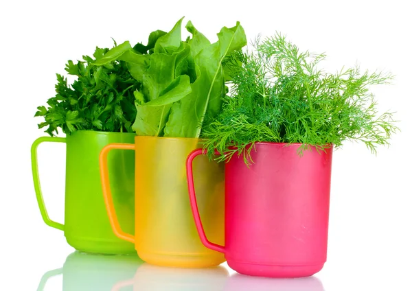 Fresh parsley, sorrel and dill in cups — Stock Photo, Image