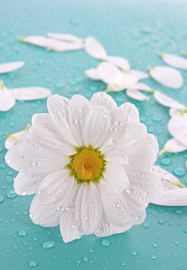 White camomile on blue background clipart