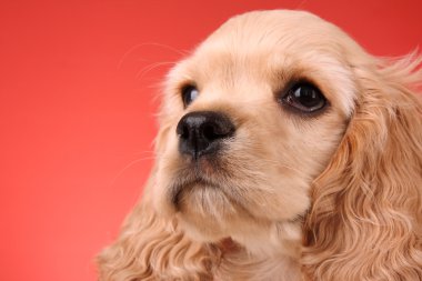 Kırmızı zemin üzerinde köpek cocker spaniel