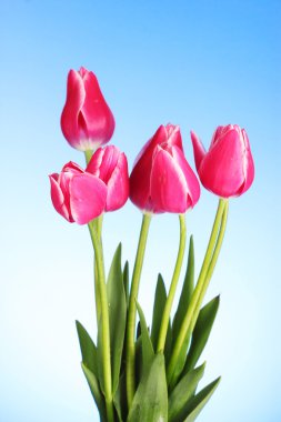 Red tulips on blue background