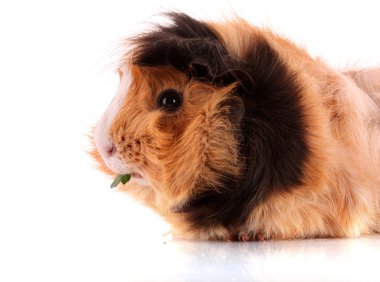 Funny brown hamster on white background clipart