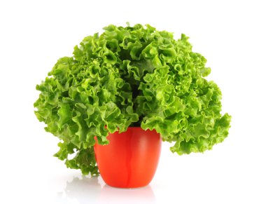 Beyaz arkaplanda yeşil marul salatası