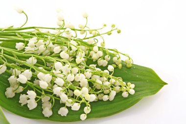 Lily-of--beyaz vadi