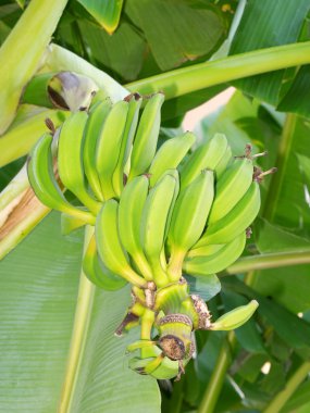 Wild bananas on the palm clipart