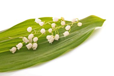 Lily-of--beyaz vadi