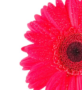 Kırmızı gerbera beyaz üzerine izole