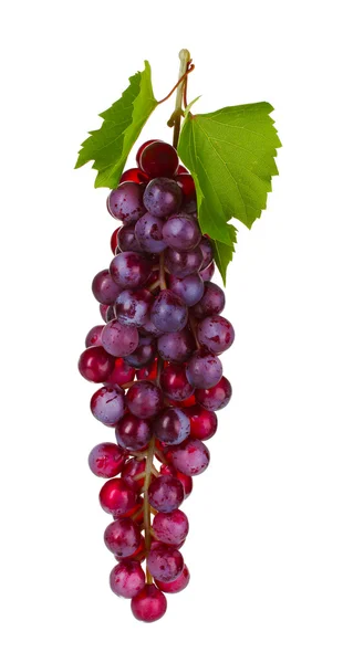 Érett vörös szőlő — Stock Fotó