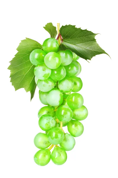 Mogna gröna druvor — Stockfoto
