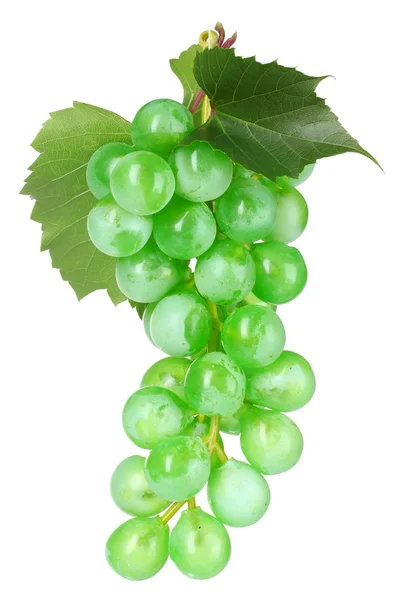 Uvas verdes maduras —  Fotos de Stock
