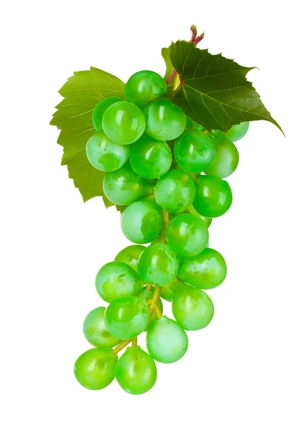 Rijp groene druiven — Stockfoto