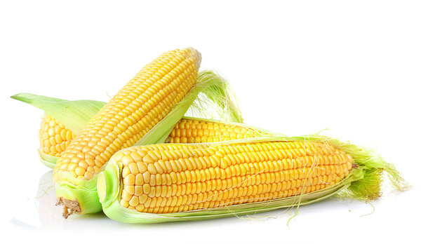 Свежая кукуруза
