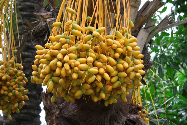 stock image Riped yellow dates hanging on the tree