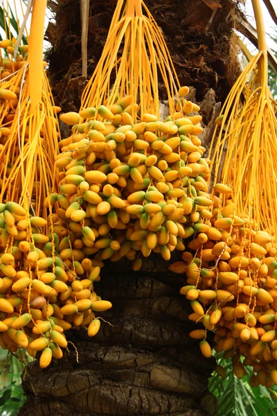 Stock image Palm tree with fruit