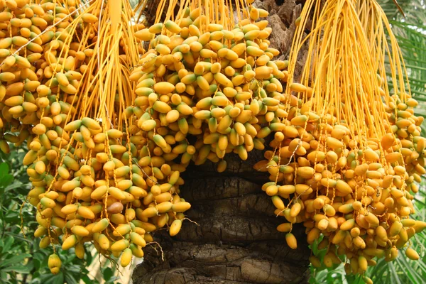 stock image Riped yellow dates hanging on the tree