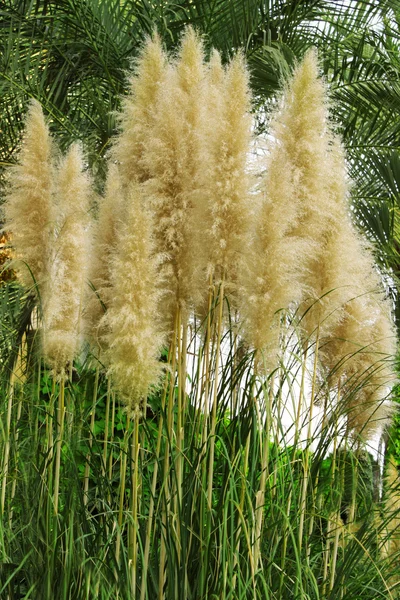 stock image Beautiful reed in the wild