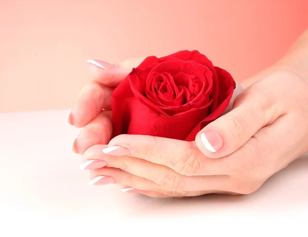 Pair of woman hands holding red rose on red background — Stock Photo, Image