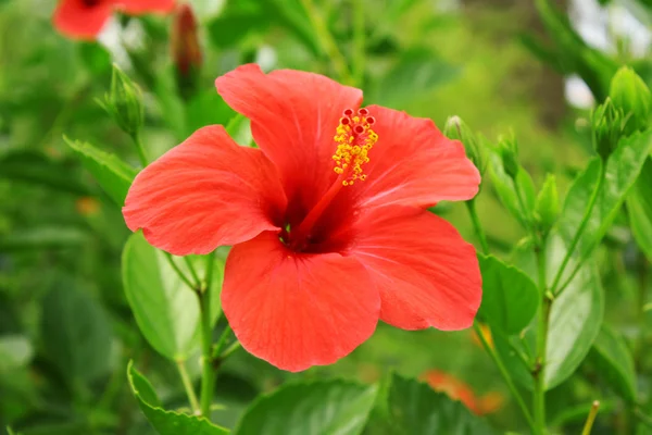 Red tropic flower outdoors — Stock Photo, Image