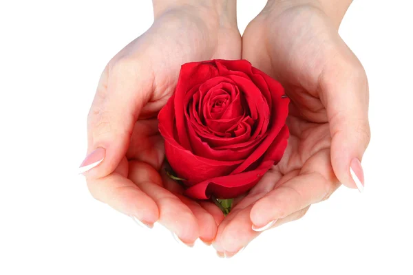 Vrouw handen met Frans manicure houden rode roos — Stockfoto