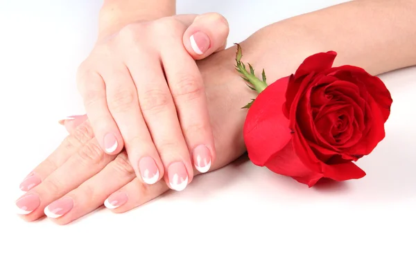 Pair of woman hands with red rose on table — Stock Photo, Image