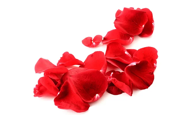 Rose petals as a frame on white — Stock Photo, Image