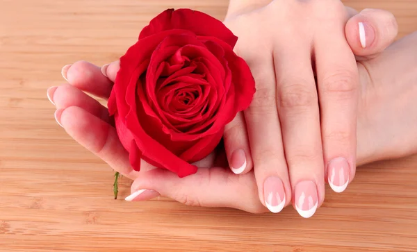 Kobieta ręce z Francuski manicure trzyma czerwona róża — Zdjęcie stockowe