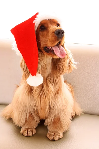 在白色背景上的圣诞帽子年轻棕色可卡犬 — 图库照片