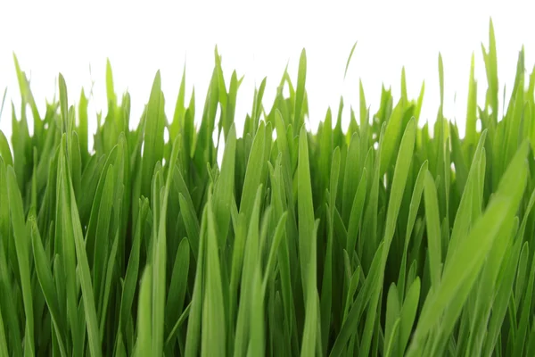 Grama verde isolada no fundo branco — Fotografia de Stock